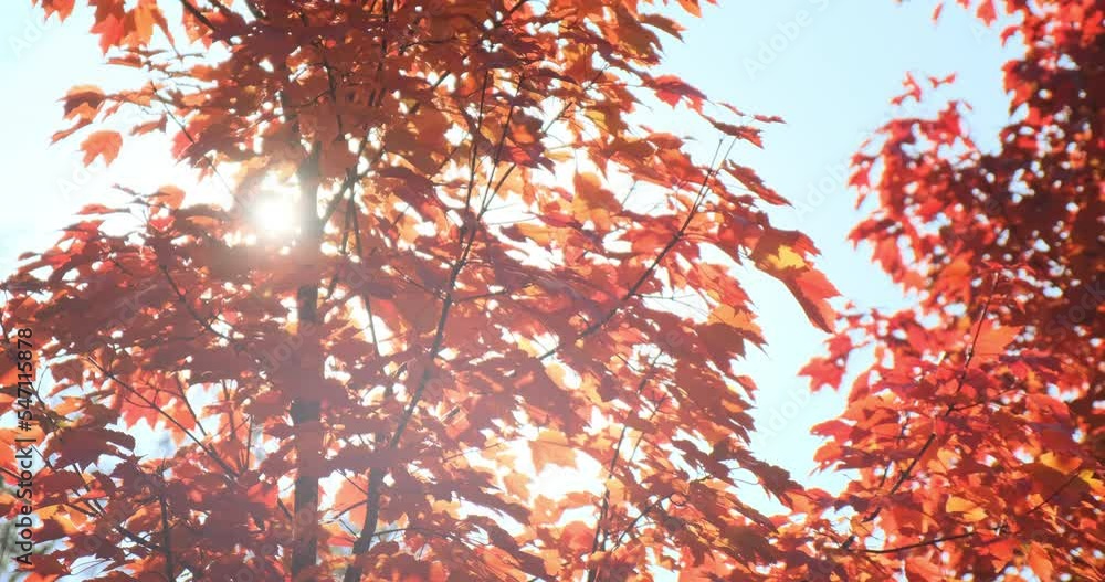 Maple tree orange leaves in sunlight in autumn park. Sunny fall day. Bright sun light break through colorful orange-red maple foliage on blue sky. Abstract natural autumn background. 4k footage nature Maple tree orange leaves in sunlight in autumn park. Sunny fall day. Bright sun light break through colorful orange-red maple foliage on blue sky. Abstract natural autumn background. 4k footage nature