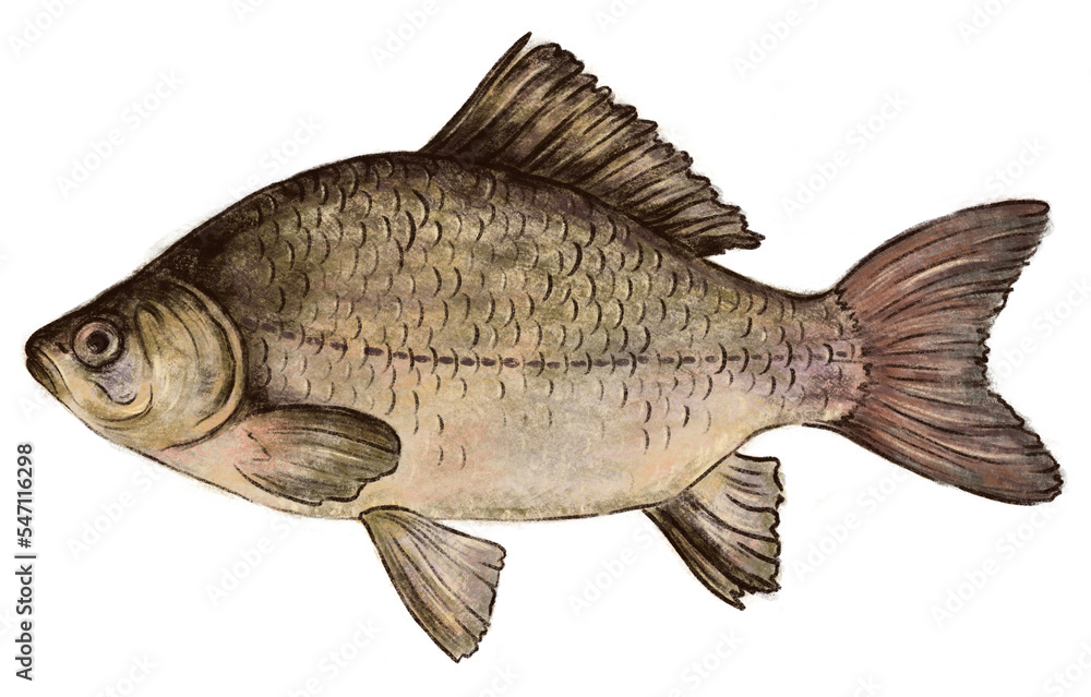 Fototapeta premium Fish