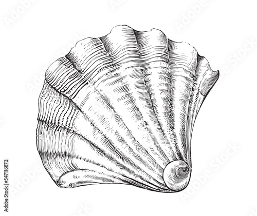 Obraz na plátně Seashell scallop sketch hand drawn engraving style Underwater animals Vector ill