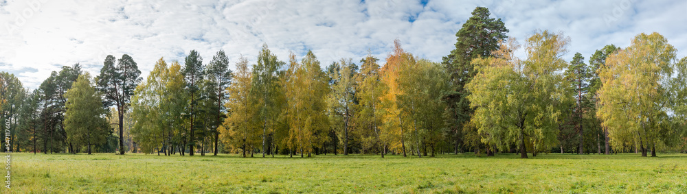 Different trees on edge of big glade in autumn park