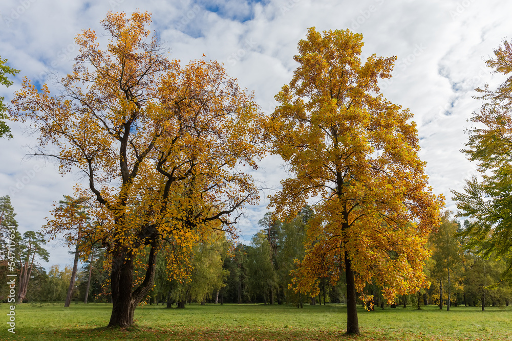 Two old tulip trees with autumn leaves in park