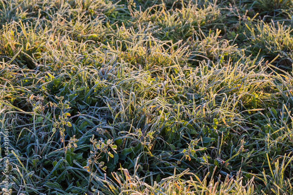 Meadow with different grass covered with hoarfrost in autumn morning Meadow with different grass covered with hoarfrost in autumn morning