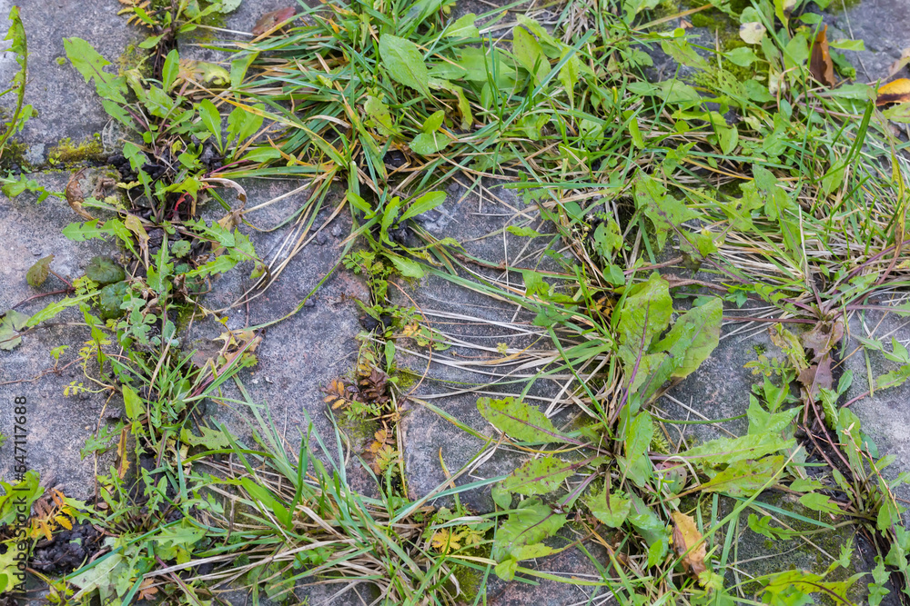 Grass growing in cracks of patch paved with old bricks Grass growing in cracks of patch paved with old bricks