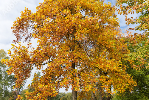 Fragment of the tulip tree with autumn leaves in park photo