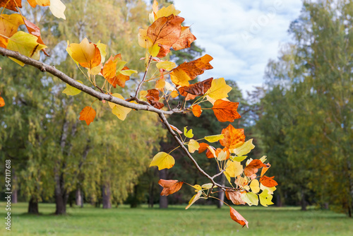 Branch of the tulip tree with autumn leaves in park
