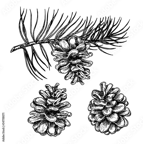 Fototapeta Naklejka Na Ścianę i Meble -  Branches of a Christmas tree or cedar or Pine and cones. Botanical hand drawn vector illustration. Isolated Christmas cones. engraved collection