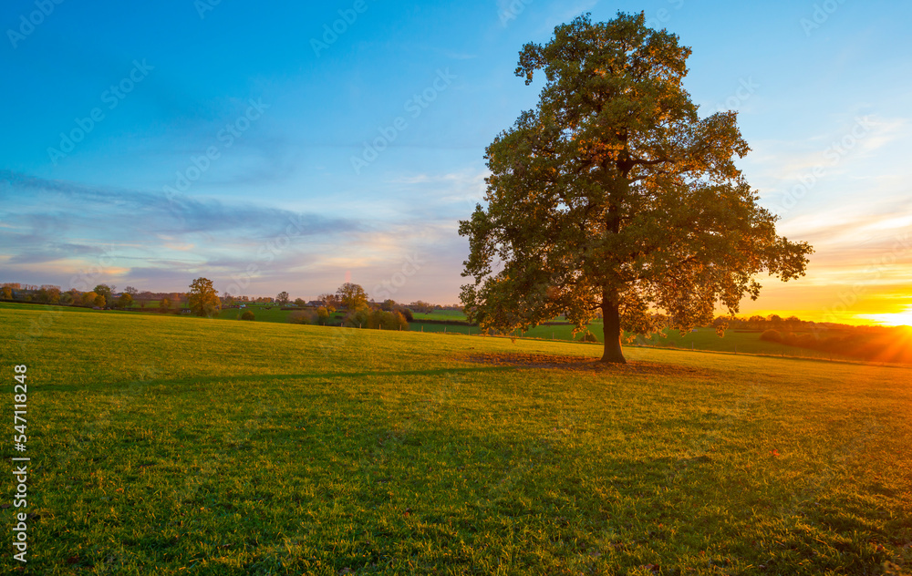 Fields and trees in a green hilly grassy landscape under a blue sky at sunrise in autumn, Voeren, Limburg, Belgium, November, 2022