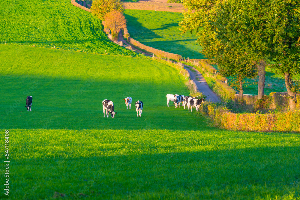 Fototapeta premium Cows in a green hilly meadow under a blue sky in sunlight in autumn, Voeren, Limburg, Belgium, October, 2022