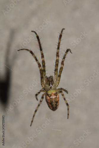 natural parasteatoda tepidariorum spider macro