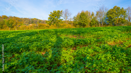 Fototapeta Naklejka Na Ścianę i Meble -  Fields and vegetables in a green hilly grassy landscape under a blue sky in sunlight in autumn, Voeren, Limburg, Belgium, November, 2022