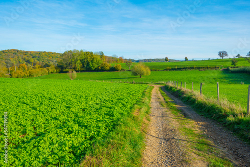 Fields and vegetables in a green hilly grassy landscape under a blue sky in sunlight in autumn  Voeren  Limburg  Belgium  November  2022