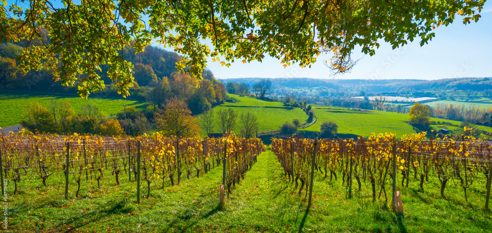 Vines growing in a vineyard on a hill in bright sunlight under a blue sky in autumn, Voeren, Limburg, Belgium, November, 2022