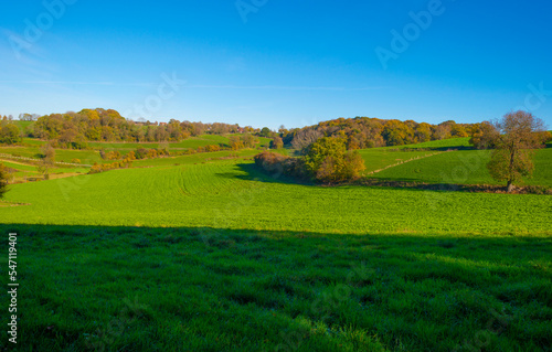 Fields and trees in a green hilly grassy landscape under a blue sky in sunlight in autumn  Voeren  Limburg  Belgium  November  2022