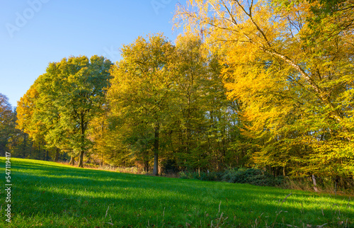 Fototapeta Naklejka Na Ścianę i Meble -  Fields and trees in a green hilly grassy landscape under a blue sky in sunlight in autumn, Voeren, Limburg, Belgium, November, 2022
