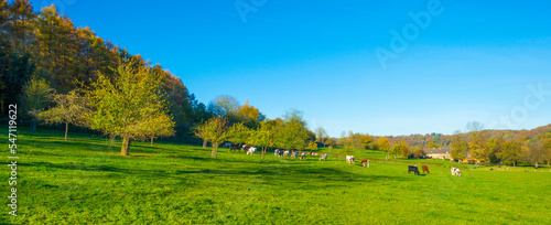 Cows in a green hilly meadow under a blue sky in sunlight in autumn, Voeren, Limburg, Belgium, October, 2022
