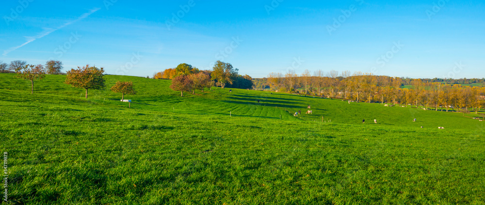 Fields and trees in a green hilly grassy landscape under a blue sky in sunlight in autumn, Voeren, Limburg, Belgium, November, 2022