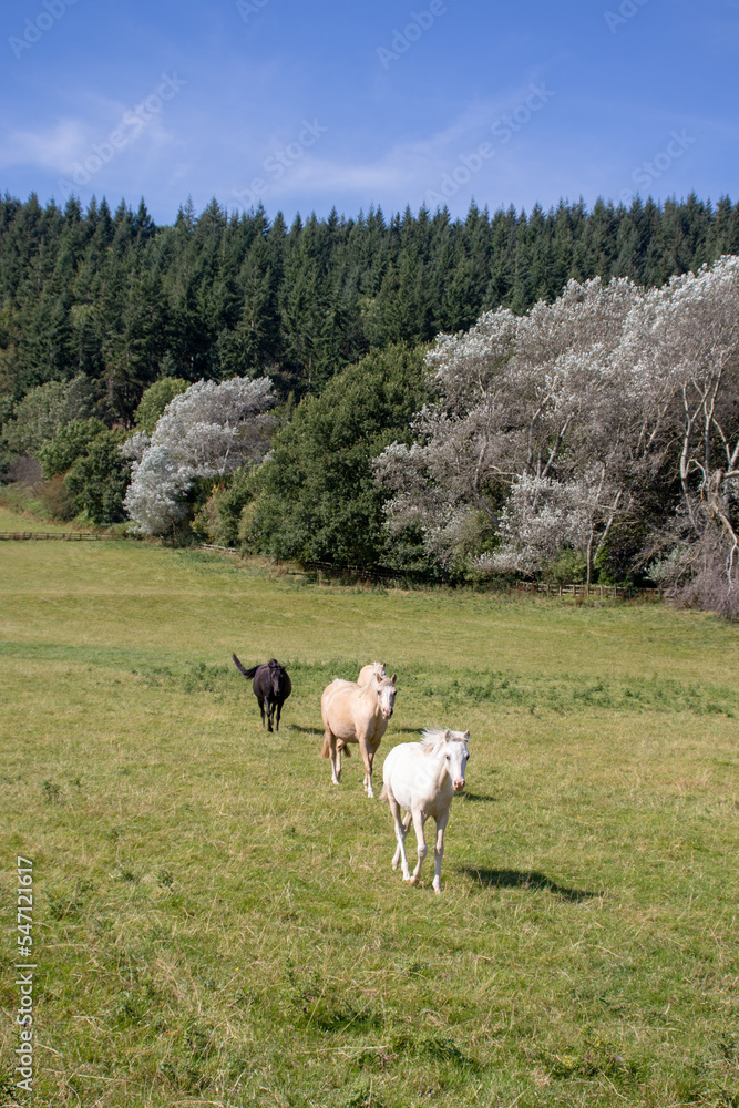 Horses grazing in the autumn fields. Horses grazing in the autumn fields.
