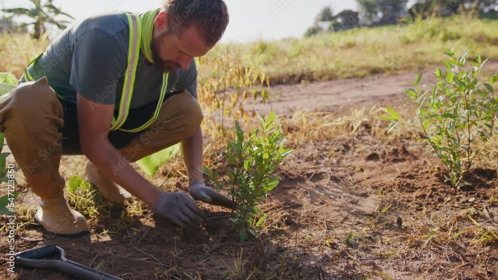 Male farmer volunteer in working gloves planting a tree in the ground. Landscaping and reforestation concept Male farmer volunteer in working gloves planting a tree in the ground. Landscaping and reforestation concept