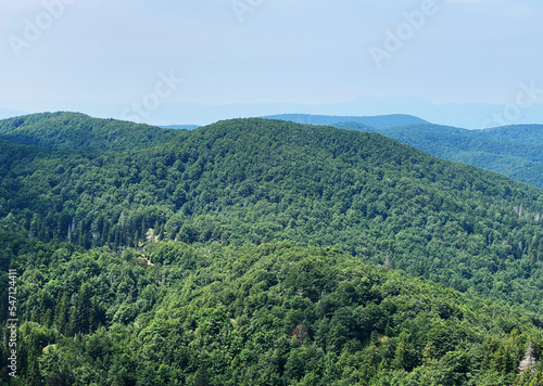 Fototapeta Naklejka Na Ścianę i Meble -  Mountain mixed forest in Risnjak National Park, Crni Lug - Croatia (Goranska miješana šuma u nacionalnom parku Risnjak, Crni Lug - Gorski kotar, Hrvatska)