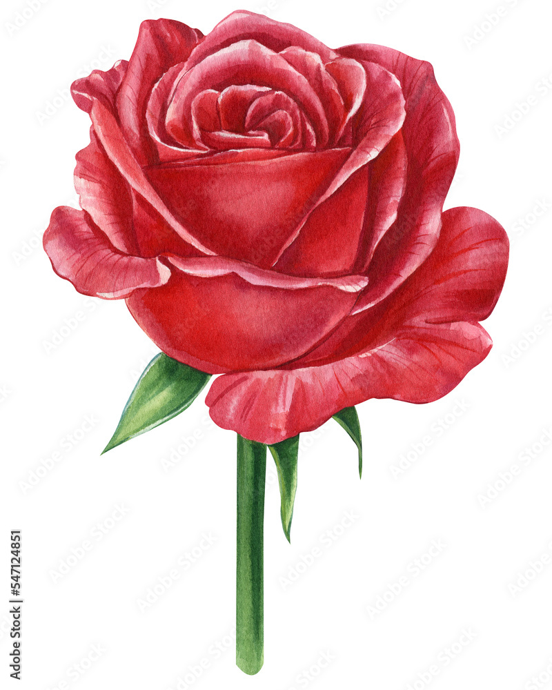 Red Rose. flower on a white background, watercolor Red Rose. flower on a white background, watercolor