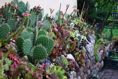 skalniak, kaktusy, rojniki sukulenty photo