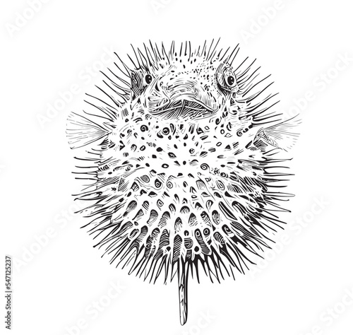 Puffer fish sea urchin hand drawn engraving style sketch Underwater world Vector illustration.
