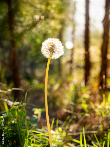 selective focus of dandelion or common dandelion flower  Taraxacum officinale  in autumn time at sunset with blurred background