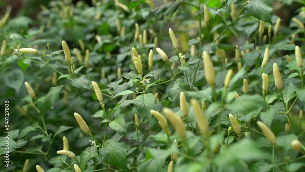 Different colors are said to be on the saffron tree. Different colors are said to be on the saffron tree.