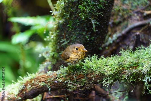 Closeup shot of an ochre-breasted antpitta bird perched on a tree branch photo