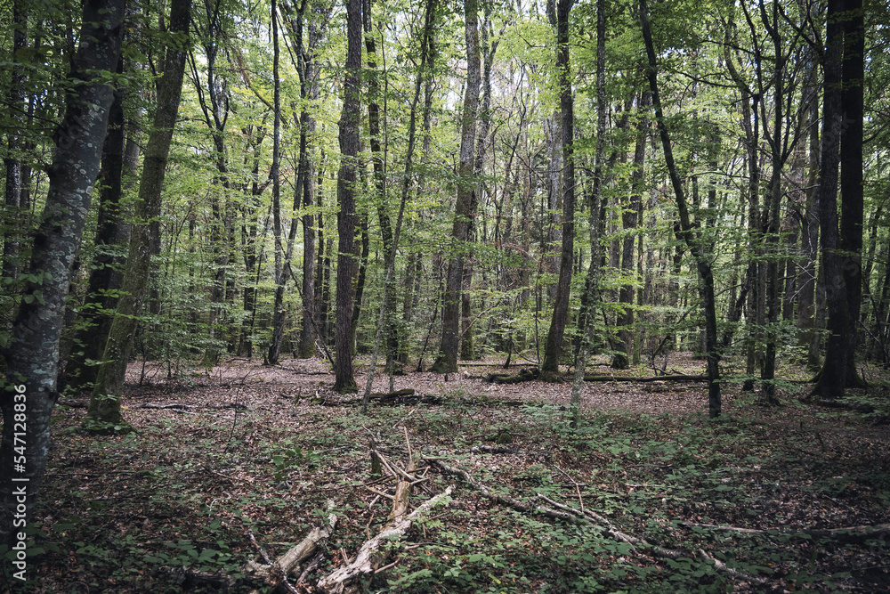 Fototapeta premium coeur de forêt