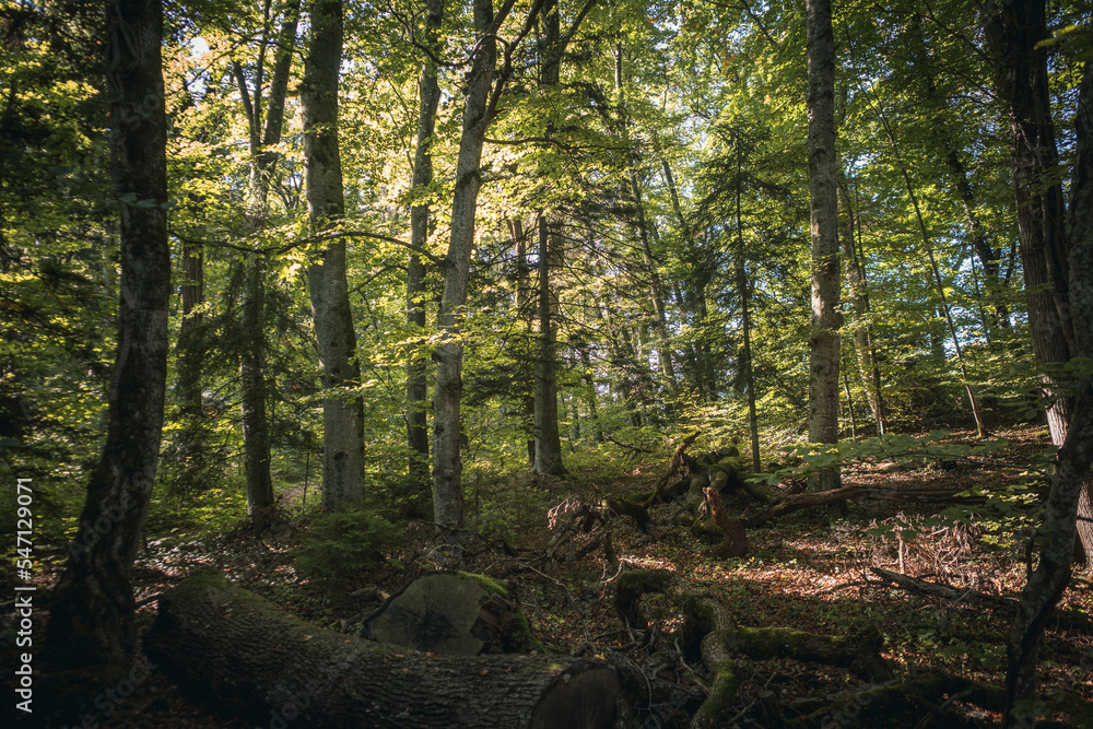 Obraz premium coeur de forêt