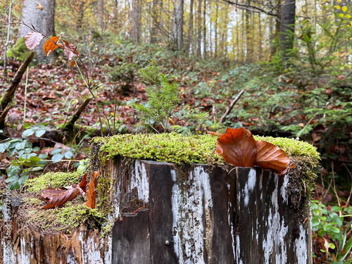 a conifer grows in  another tree trunk with green moss