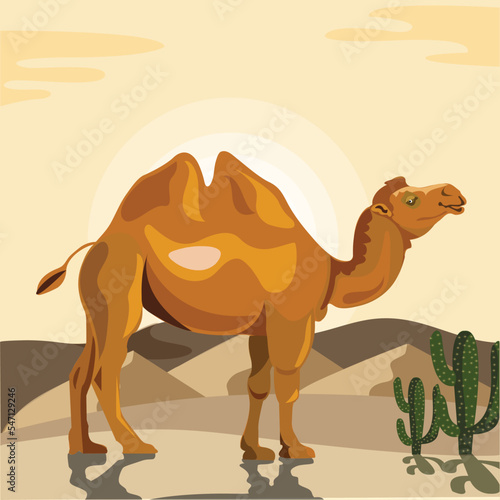 Double humped camel in the desert vector illustration