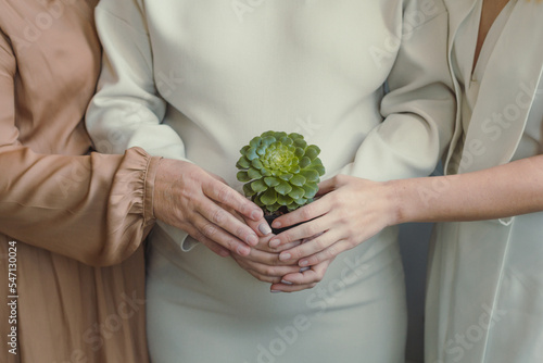 Close up women holding plant concept photo. Three generations. Family members. Front view photography with ladies on background. High quality picture for wallpaper, travel blog, magazine, article