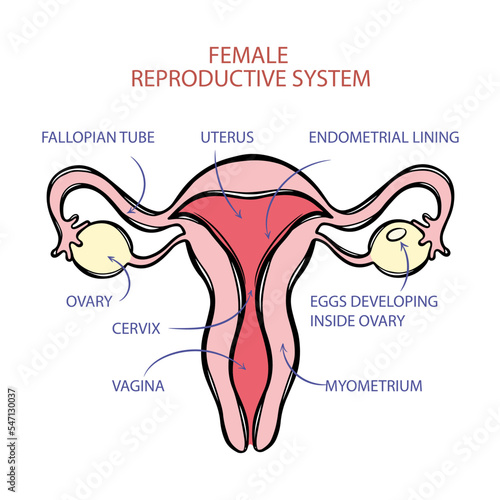 FEMALE REPRODUCTIVE SYSTEM SCHEME For Medical Education The Structure Of Human Body Hand Drawn Anatomical Vector Illustration With Explanatory Text