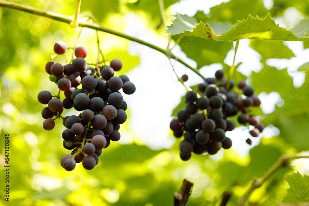 Wild bunch of blue grapes, ripe wine berry.