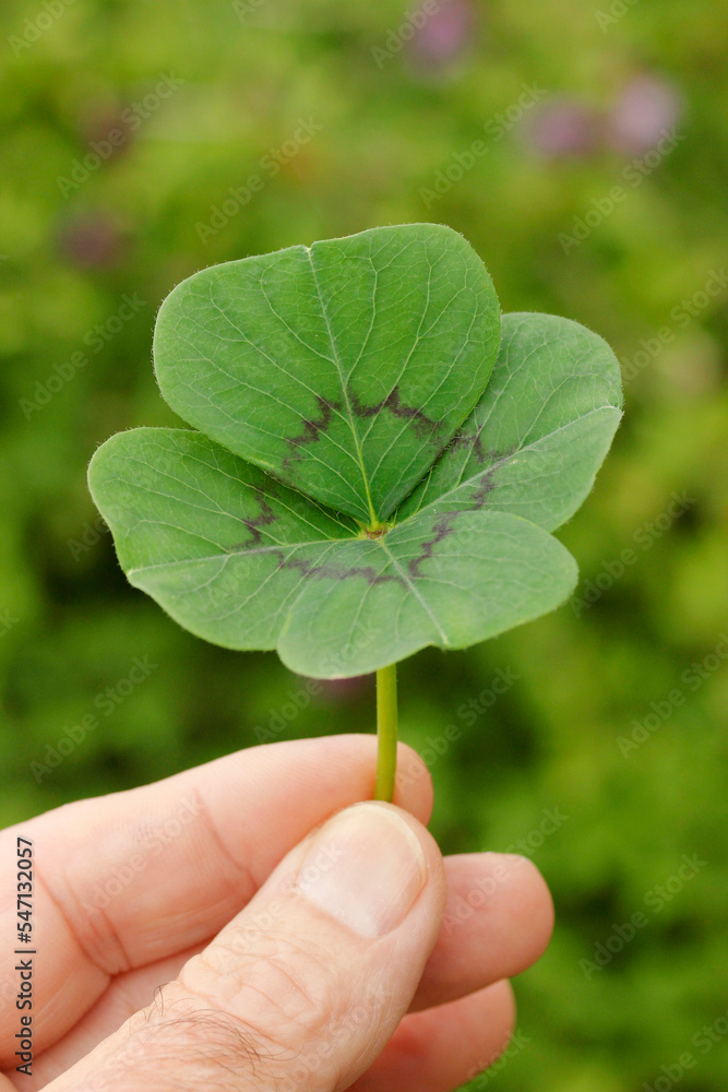Four leaf clover. Four leaf clover.
