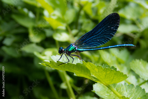 iridescent blue dragonfly resting on a leaf (ID: 547132019)