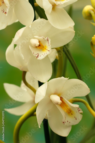 Orchid. Cymbidium.