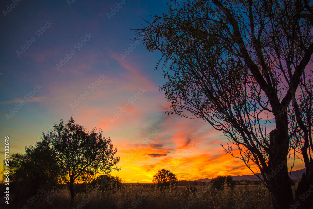 Colorful landscape with trees at sunset