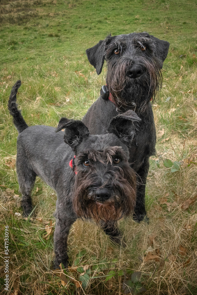 Large Black Schnauzer and a miniature Schnauzer looking upwards towards the camera Large Black Schnauzer and a miniature Schnauzer looking upwards towards the camera