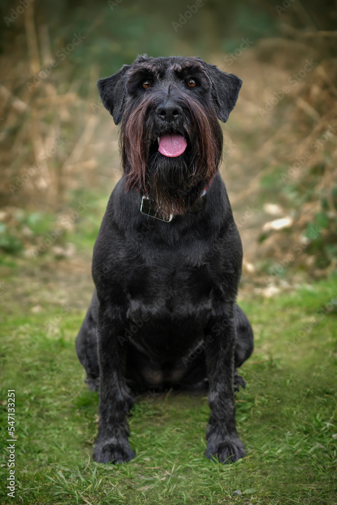 Large Black Schnauzer sitting and looking happy in a forest