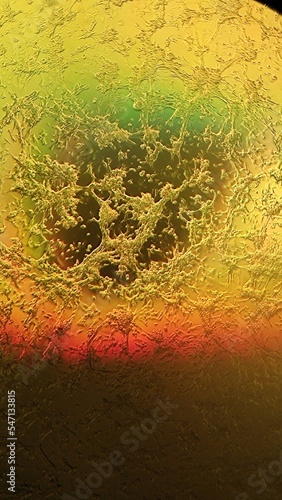 Colorful cell culture of VERO cells under the phase-contrast microscope