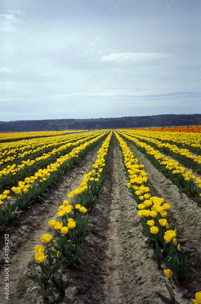 Field of yellow tulips.