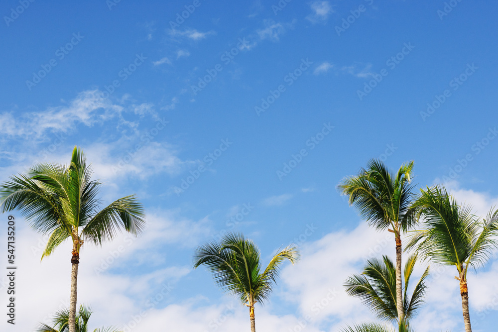Tropical palm trees against blue sky.