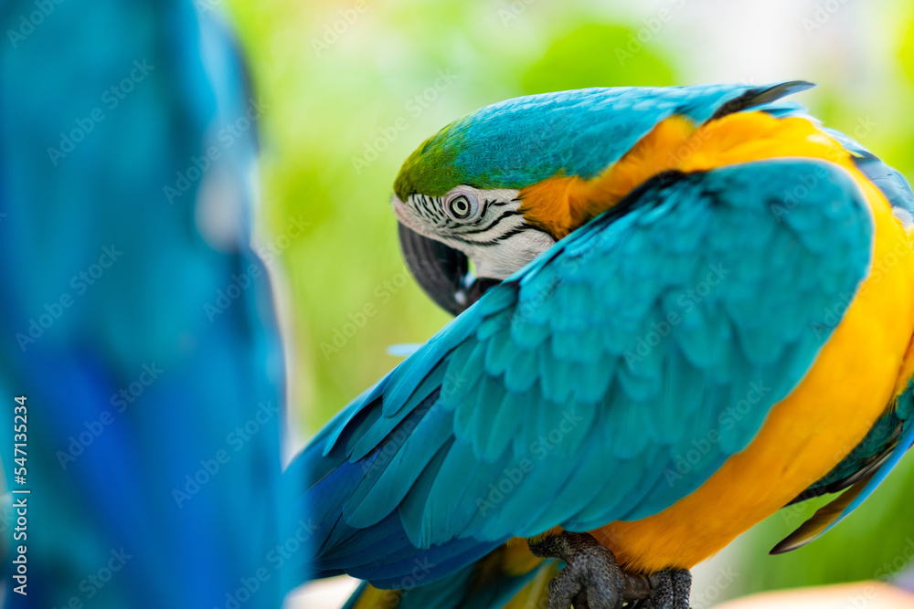 feeding parrot, nature bird, macaw