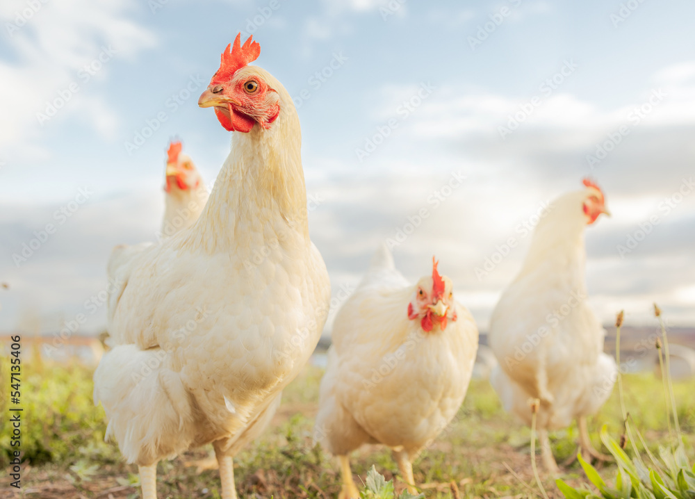 Chicken, farming and agriculture on grass, field or outdoor for free range eating, organic or sustainable farm. Poultry, birds or animal for protein, meat or pet in nature together for sustainability Chicken, farming and agriculture on grass, field or outdoor for free range eating, organic or sustainable farm. Poultry, birds or animal for protein, meat or pet in nature together for sustainability