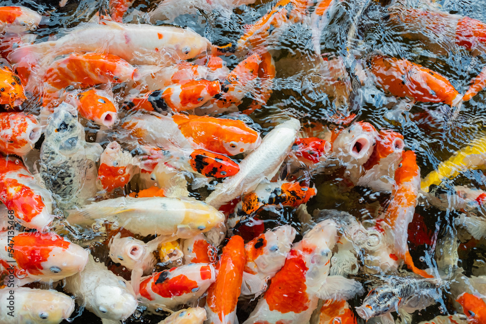carp fish pond background, colorful background, Fancy carp carp fish pond background, colorful background, Fancy carp