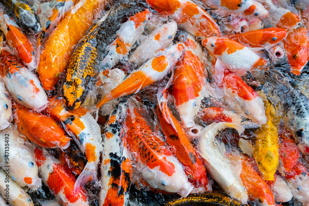 carp fish pond background, colorful background, Fancy carp carp fish pond background, colorful background, Fancy carp