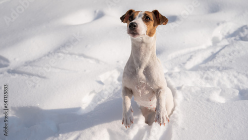 Fototapeta Naklejka Na Ścianę i Meble -  Jack Russell Terrier dog in the snow in winter. 